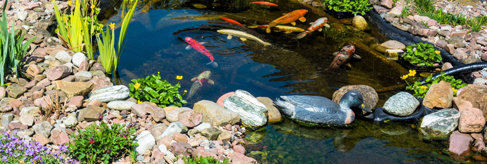 Koi Pond