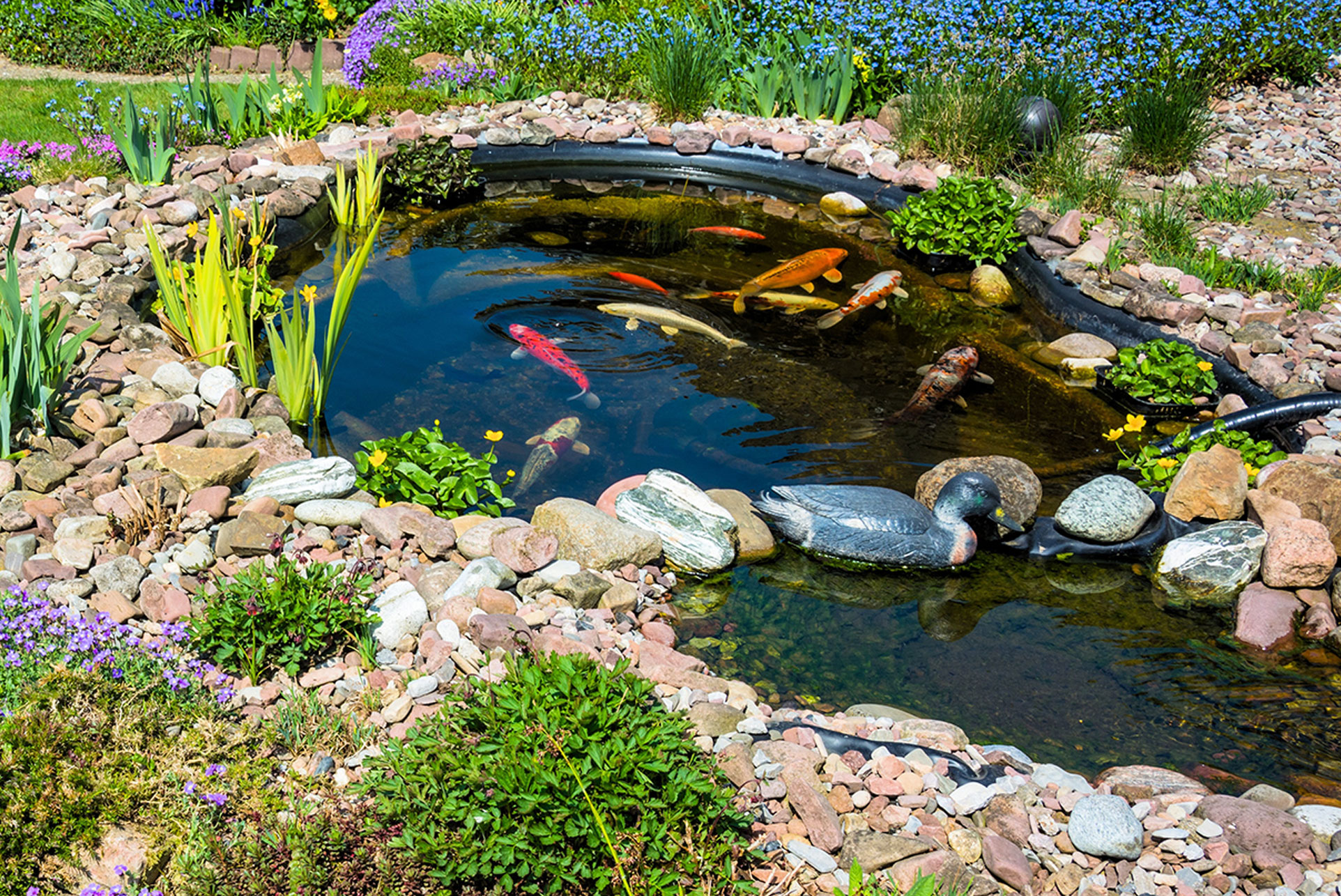 Koi Pond