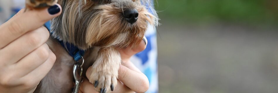 Yorkie